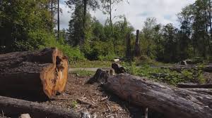 Best Lot and Land Clearing  in Odessa, MO