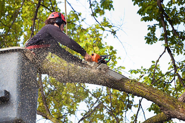 Best Leaf Removal  in Odessa, MO