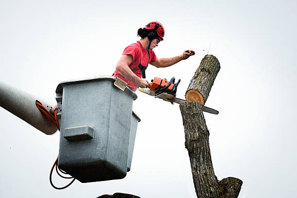 Best Tree Fertilization  in Odessa, MO
